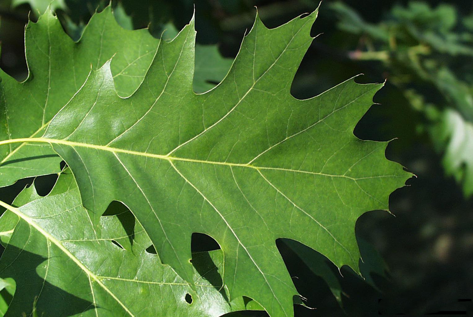 Northern red oak